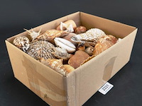Doos met partij schelpen - afbeelding 1 van  5