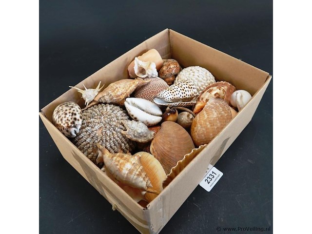 Doos met partij schelpen - afbeelding 2 van  5