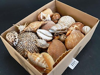Doos met partij schelpen - afbeelding 2 van  5