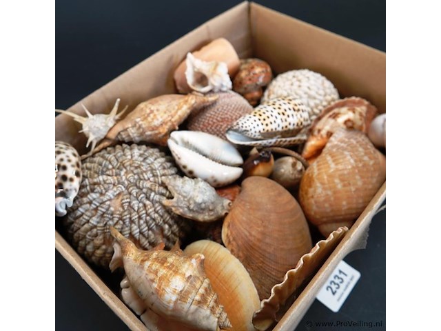 Doos met partij schelpen - afbeelding 3 van  5