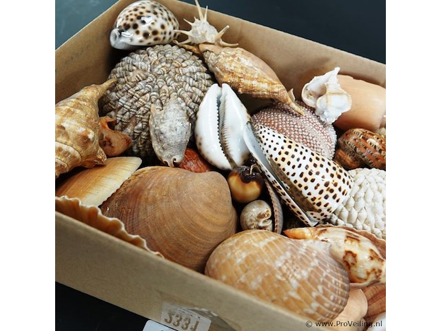 Doos met partij schelpen - afbeelding 5 van  5