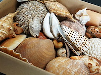 Doos met partij schelpen - afbeelding 5 van  5