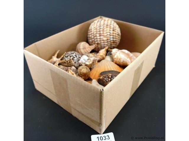 Doos met schelpen - afbeelding 1 van  5