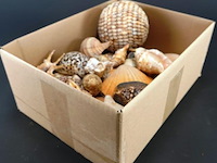 Doos met schelpen
