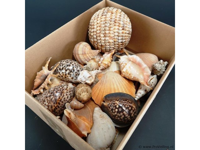 Doos met schelpen - afbeelding 2 van  5
