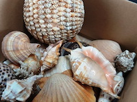 Doos met schelpen - afbeelding 3 van  5