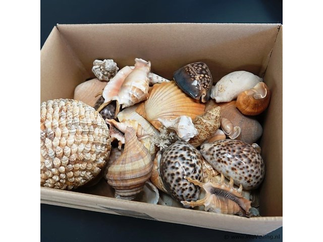 Doos met schelpen - afbeelding 5 van  5