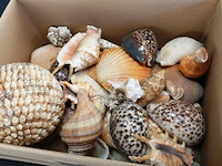 Doos met schelpen - afbeelding 5 van  5