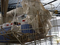 Draadmanden - 4 stuks - afbeelding 2 van  3