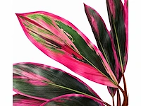 Dracaena green red kunstplant (200cm hoog) (2x) - afbeelding 3 van  4