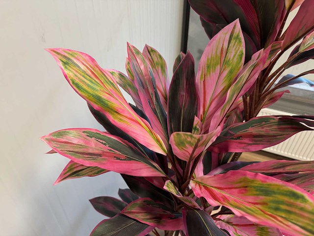 Dracaena green red kunstplant (200cm hoog) - afbeelding 10 van  14