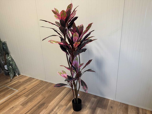 Dracaena green red kunstplant (200cm hoog) - afbeelding 1 van  14