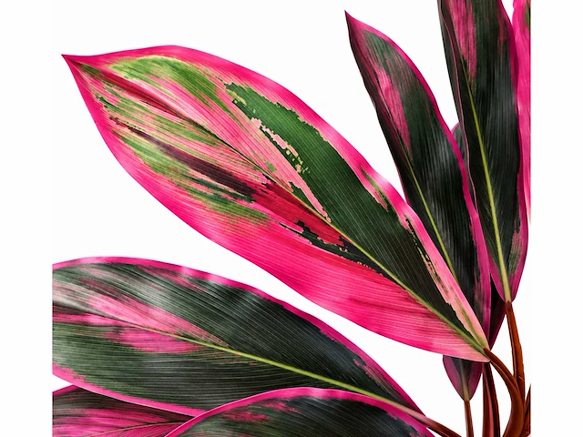 Dracaena green red kunstplant (200cm hoog) - afbeelding 3 van  4