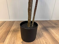 Dracaena green red kunstplant (200cm hoog) - afbeelding 4 van  4