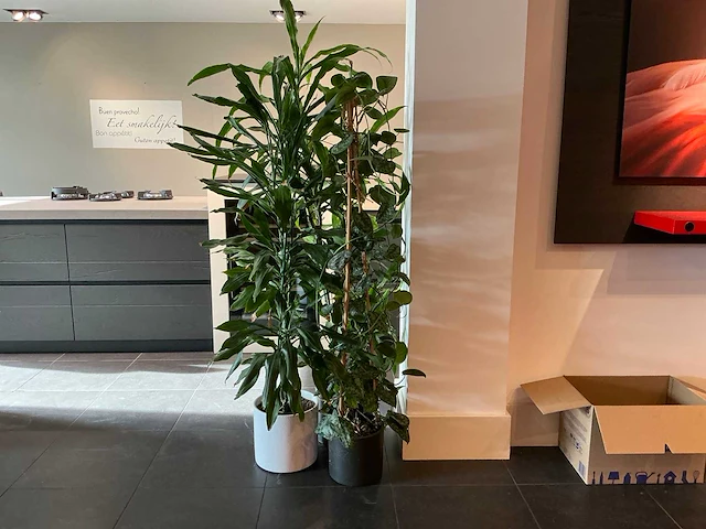 Dracaena marginata plant 200 cm met klimop - afbeelding 1 van  8