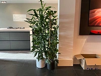 Dracaena marginata plant 200 cm met klimop