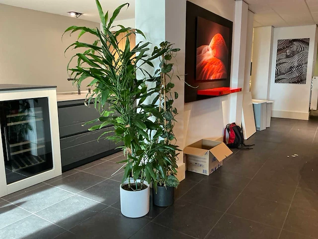 Dracaena marginata plant 200 cm met klimop - afbeelding 2 van  8