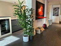 Dracaena marginata plant 200 cm met klimop - afbeelding 2 van  8