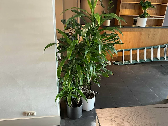 Dracaena marginata plant 200 cm met klimop - afbeelding 3 van  8