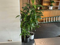 Dracaena marginata plant 200 cm met klimop - afbeelding 3 van  8