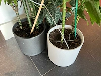 Dracaena marginata plant 200 cm met klimop - afbeelding 4 van  8