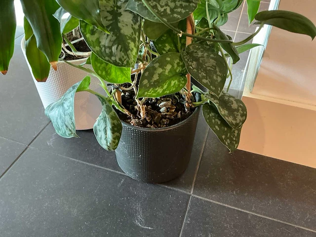 Dracaena marginata plant 200 cm met klimop - afbeelding 5 van  8