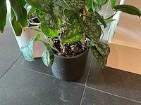 Dracaena marginata plant 200 cm met klimop - afbeelding 5 van  8
