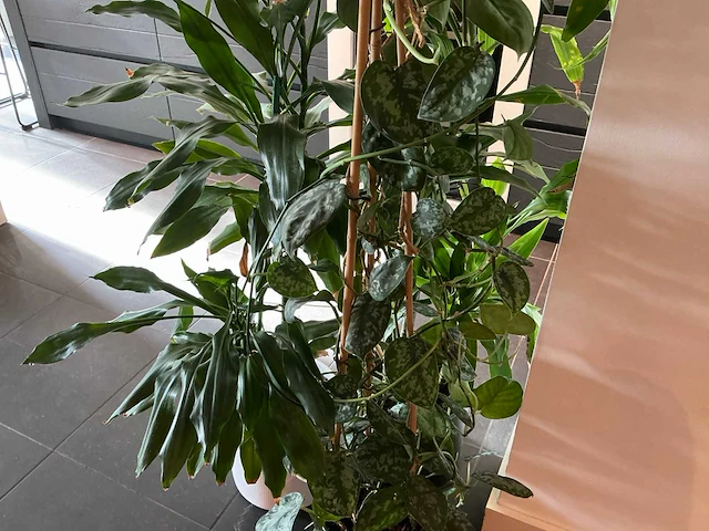Dracaena marginata plant 200 cm met klimop - afbeelding 6 van  8