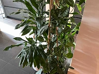 Dracaena marginata plant 200 cm met klimop - afbeelding 6 van  8