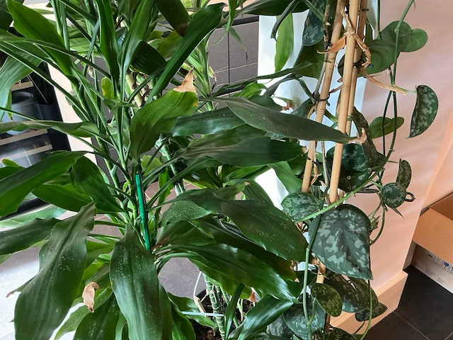 Dracaena marginata plant 200 cm met klimop - afbeelding 7 van  8
