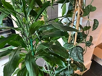 Dracaena marginata plant 200 cm met klimop - afbeelding 7 van  8