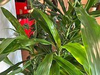 Dracaena marginata plant 200 cm met klimop - afbeelding 8 van  8