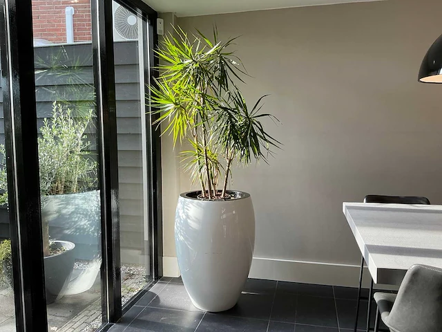 Dracaena marginata plant met pot 220 cm - afbeelding 1 van  7
