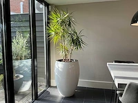 Dracaena marginata plant met pot 220 cm