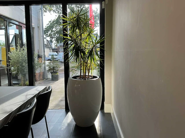 Dracaena marginata plant met pot 220 cm - afbeelding 2 van  7