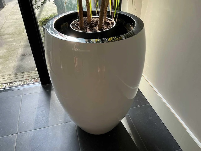 Dracaena marginata plant met pot 220 cm - afbeelding 3 van  7