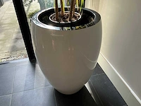 Dracaena marginata plant met pot 220 cm - afbeelding 3 van  7