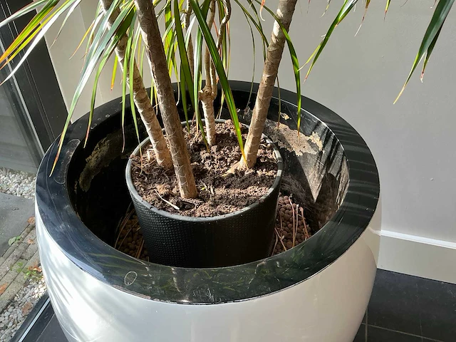 Dracaena marginata plant met pot 220 cm - afbeelding 4 van  7