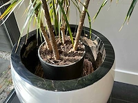 Dracaena marginata plant met pot 220 cm - afbeelding 4 van  7