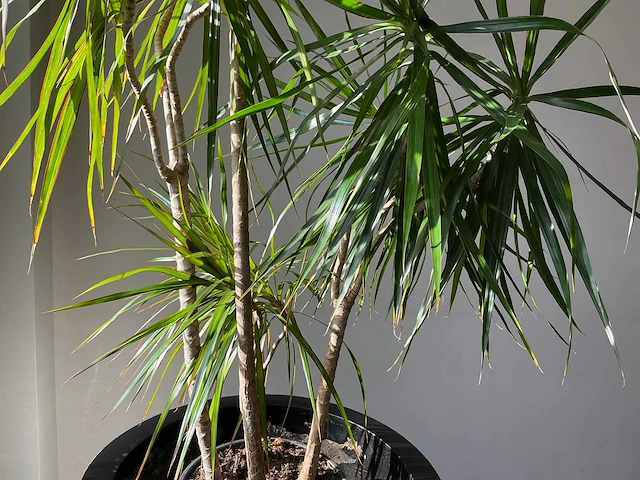 Dracaena marginata plant met pot 220 cm - afbeelding 5 van  7