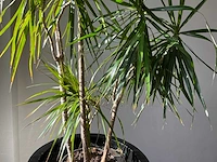 Dracaena marginata plant met pot 220 cm - afbeelding 5 van  7