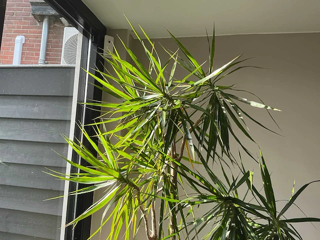 Dracaena marginata plant met pot 220 cm - afbeelding 6 van  7