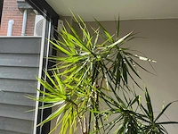 Dracaena marginata plant met pot 220 cm - afbeelding 6 van  7