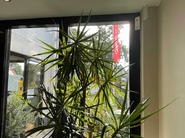 Dracaena marginata plant met pot 220 cm - afbeelding 7 van  7