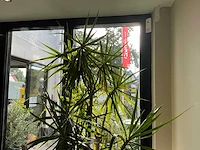 Dracaena marginata plant met pot 220 cm - afbeelding 7 van  7