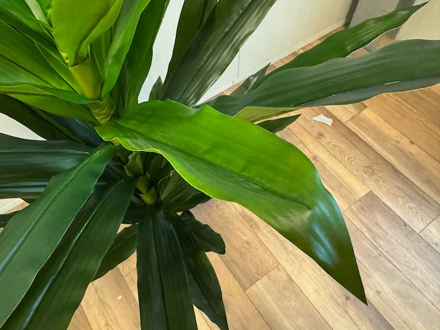 Dracaena tree kunstplant (140cm hoog) - afbeelding 3 van  14
