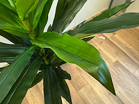 Dracaena tree kunstplant (140cm hoog) - afbeelding 3 van  5