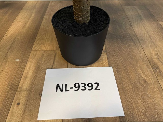 Dracaena tree kunstplant (140cm hoog) - afbeelding 2 van  2