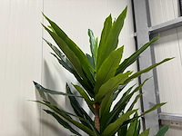 Dracaena tree kunstplant (190cm hoog) - afbeelding 3 van  3