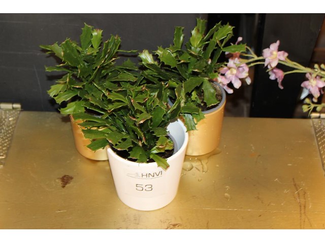 Drie cactussen in pot. - afbeelding 1 van  2